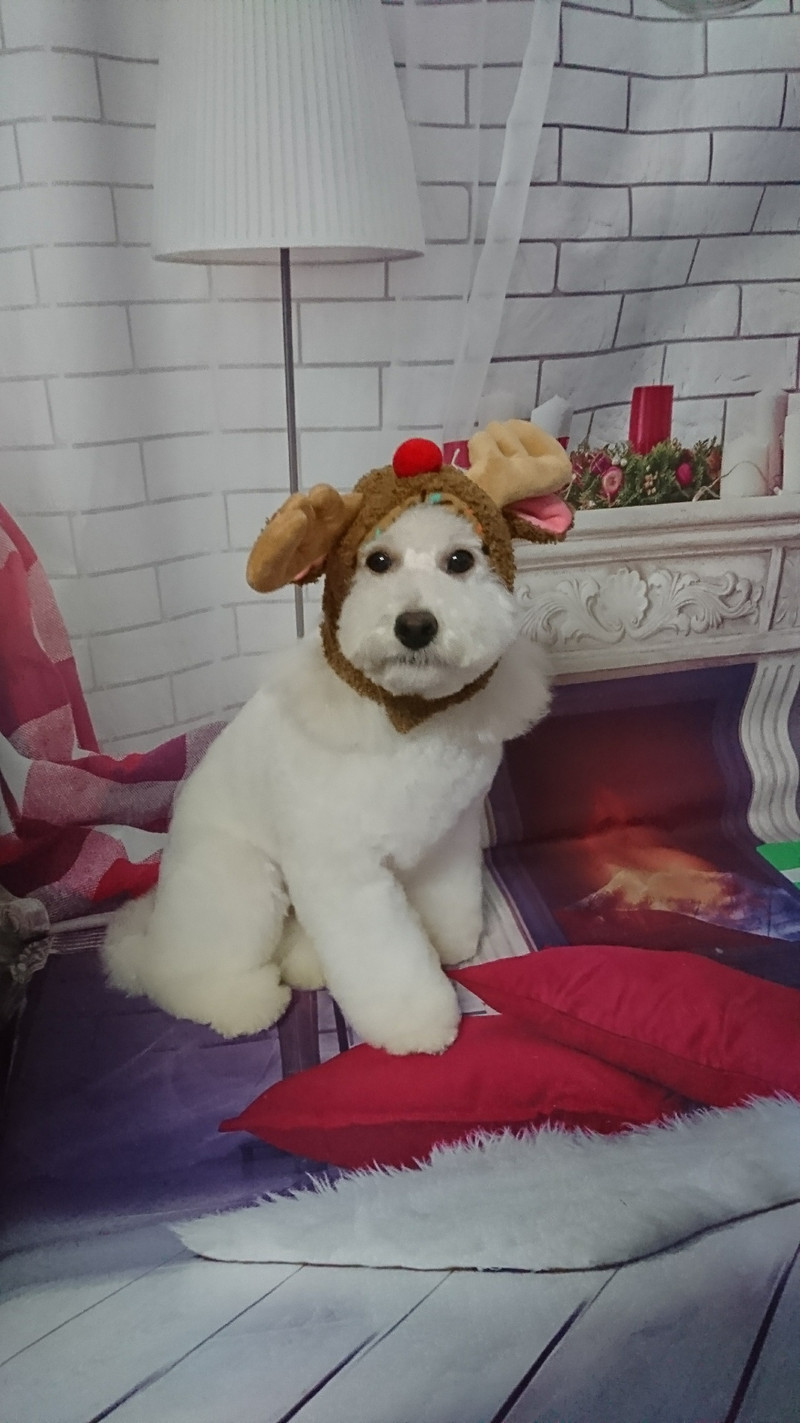 プードルの詩乃ちゃん トリミングコース