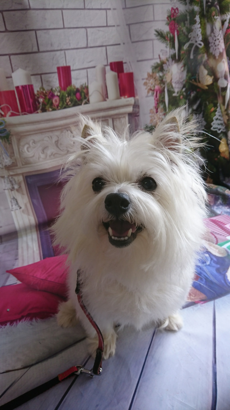 mixのモコちゃん シャンプーコース