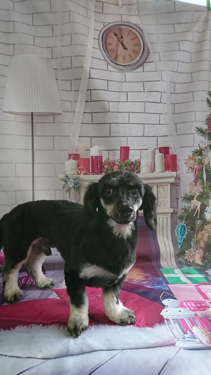 mixのマロンちゃん トリミングコース