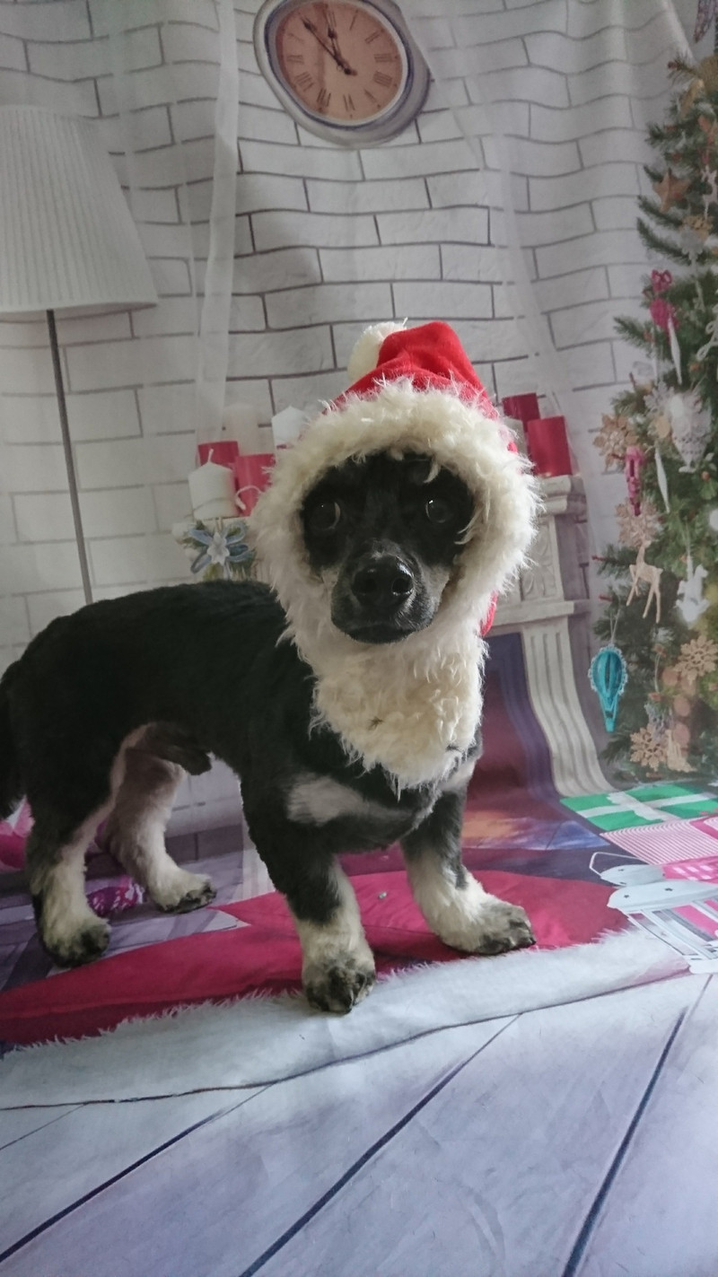 mixのマロンちゃん トリミングコース