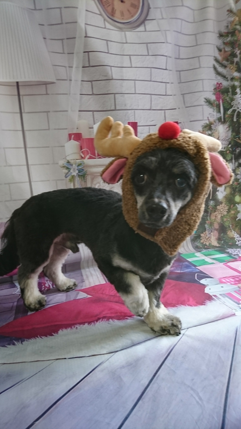 mixのマロンちゃん トリミングコース