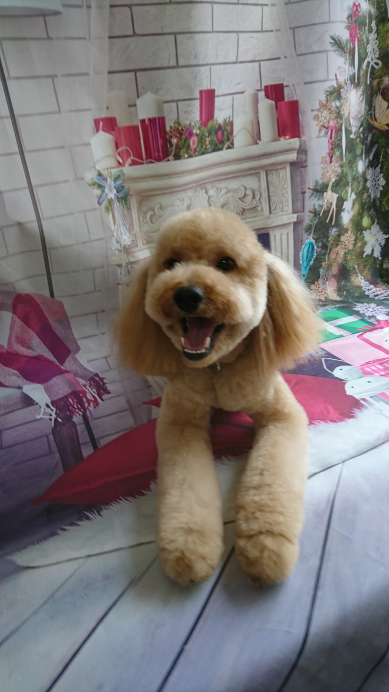 プードルのフクちゃん トリミングコース