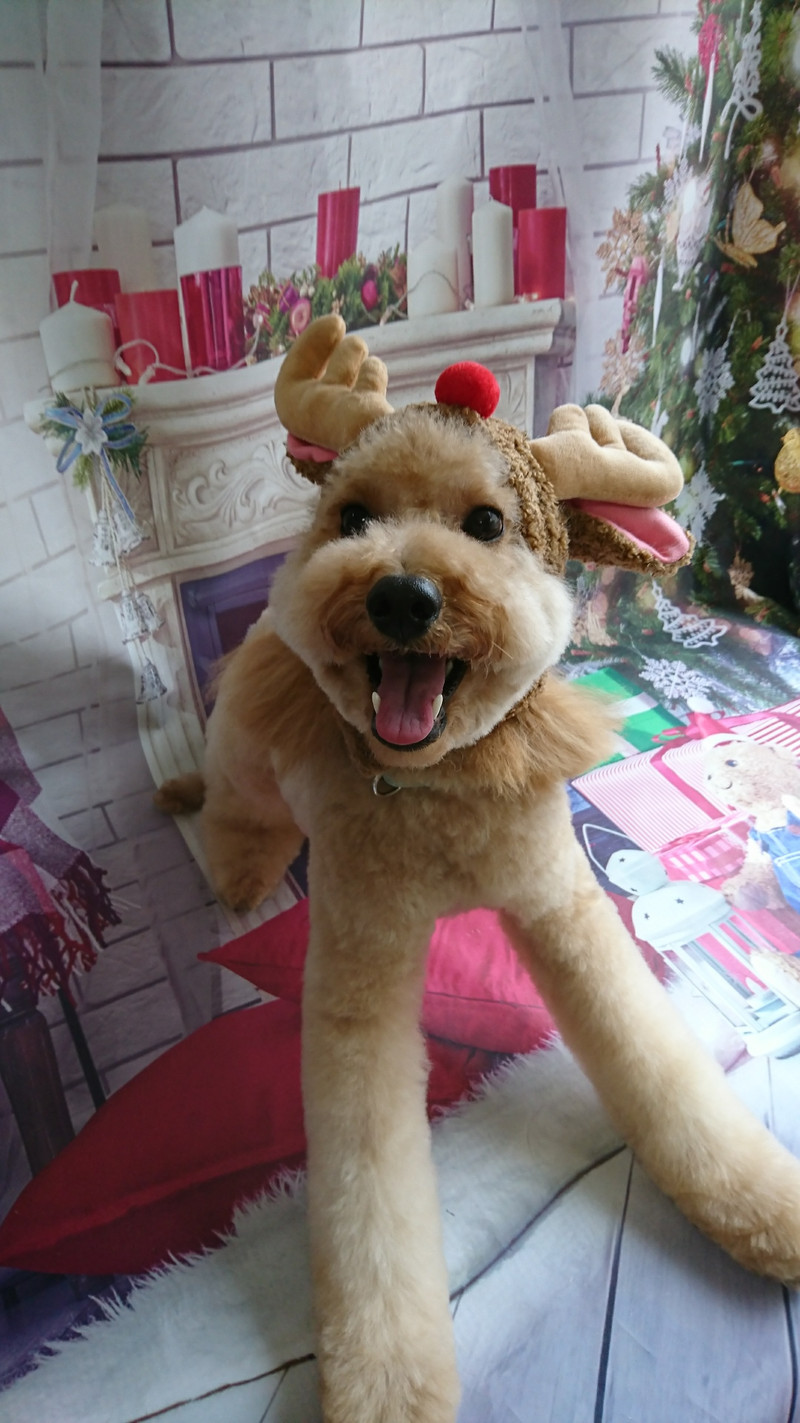 プードルのフクちゃん トリミングコース