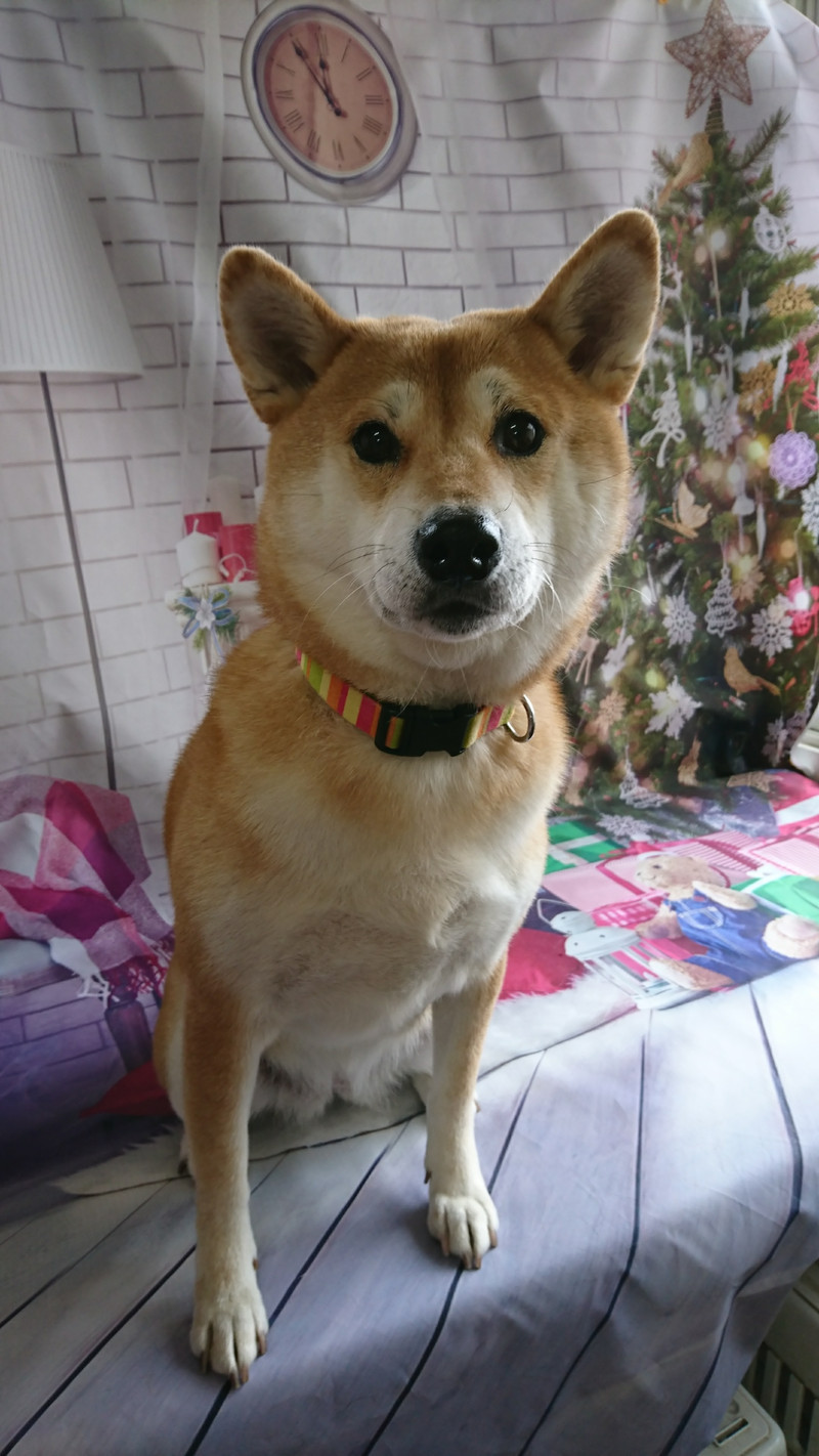 柴のモモちゃん グルーミングコース 炭酸泉