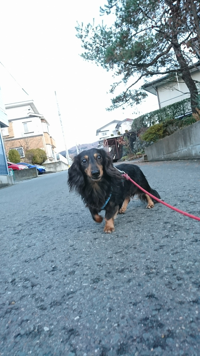 ダックスのリンちゃん お泊まりの様子