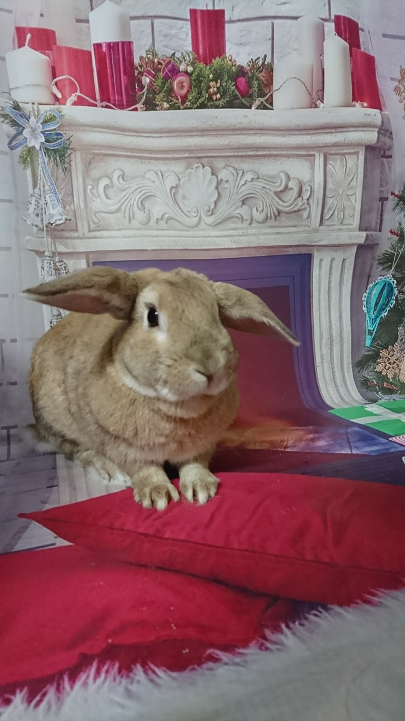 うさぎのモキュちゃん&チャッピーちゃん お爪切り