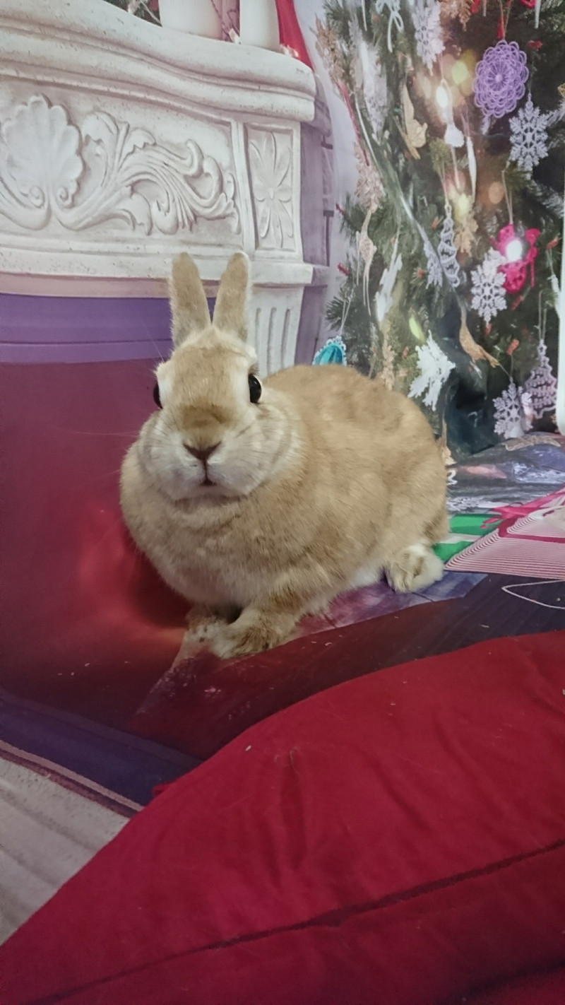 うさぎのモキュちゃん&チャッピーちゃん お爪切り