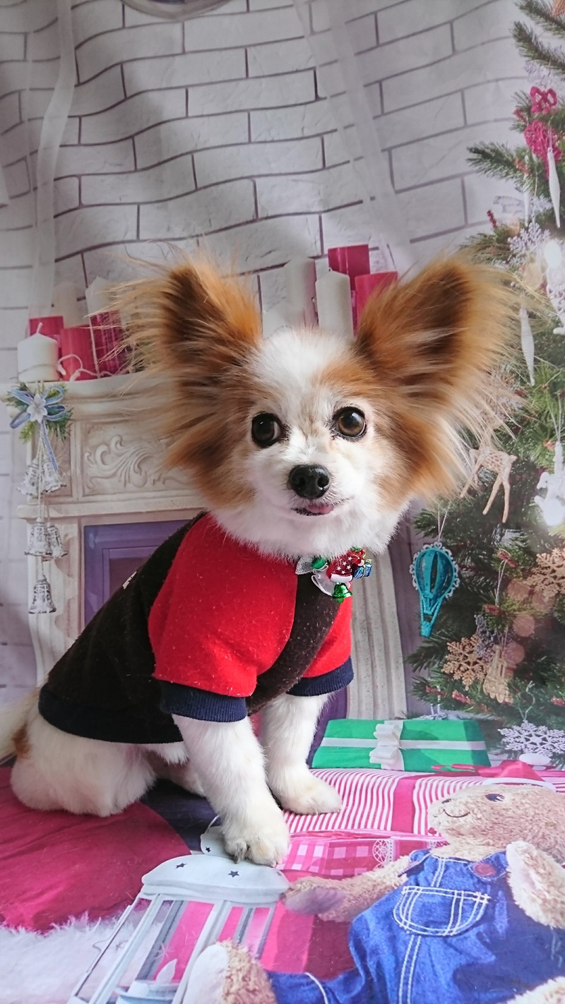 パピヨンのガクちゃん グルーミングコース 部分カット