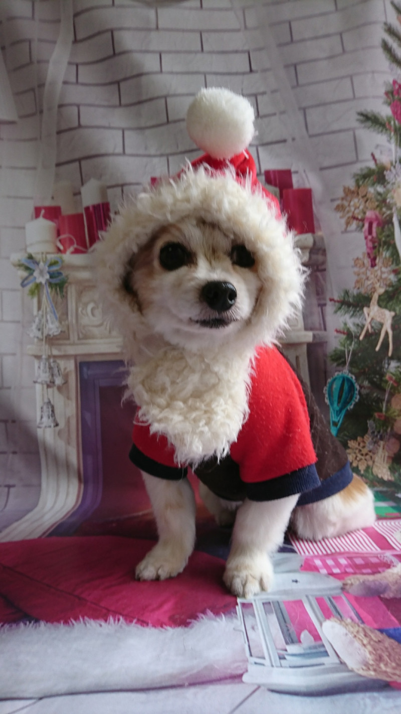 パピヨンのガクちゃん グルーミングコース 部分カット