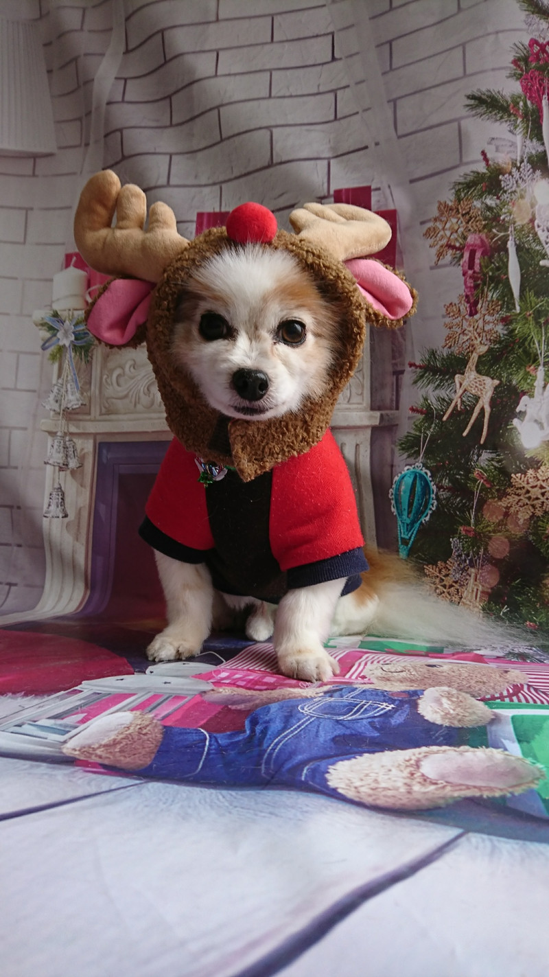 パピヨンのガクちゃん グルーミングコース 部分カット