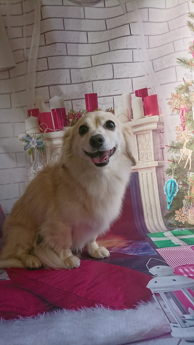 チワワ×ダックスのアクアちゃん グルーミングコース