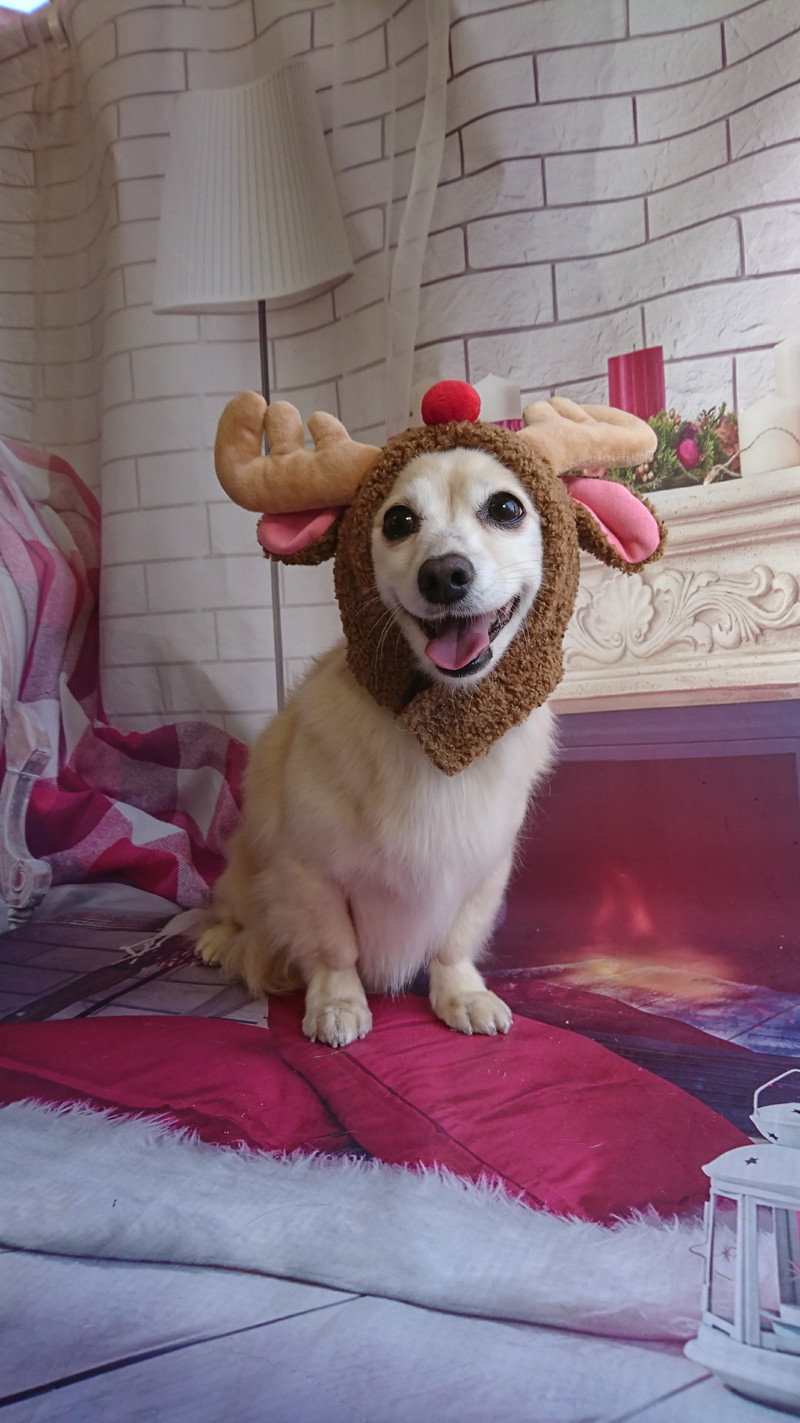 チワワ×ダックスのアクアちゃん グルーミングコース