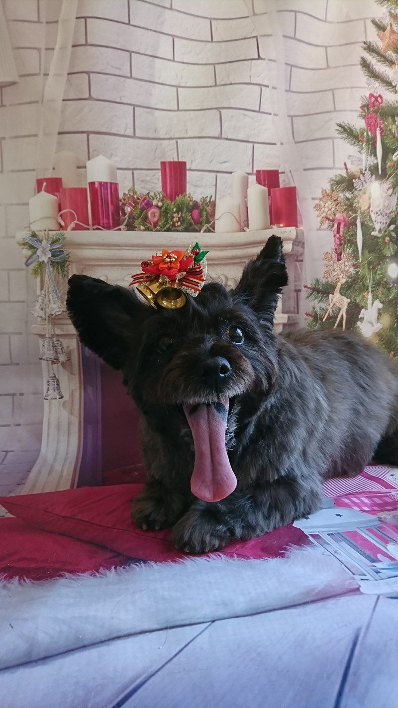 ケアーンのモモちゃん トリミングコース