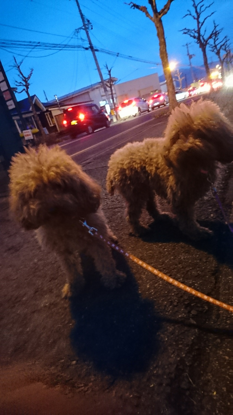 プードルの花ちゃん&空ちゃん&みかんちゃん&ももちゃん お泊まりの様子