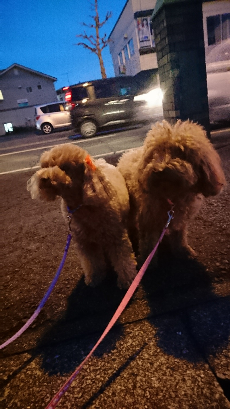 プードルの花ちゃん&空ちゃん&みかんちゃん&ももちゃん お泊まりの様子