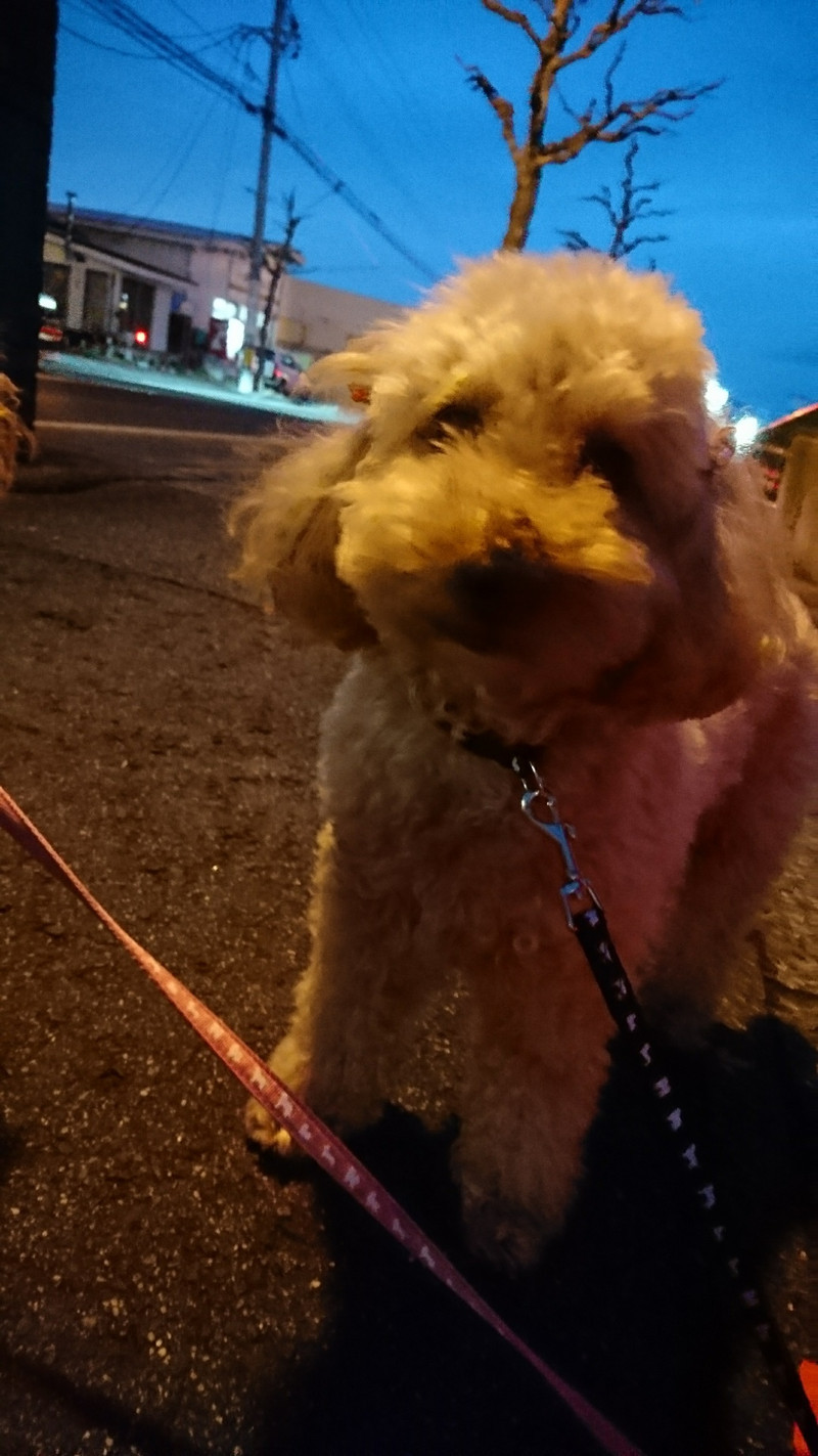 プードルの花ちゃん&空ちゃん&みかんちゃん&ももちゃん お泊まりの様子