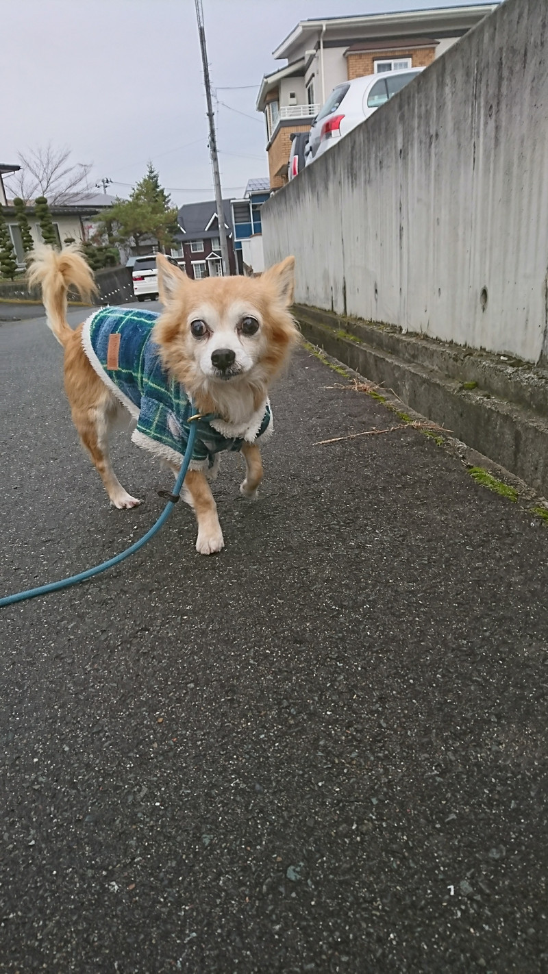 チワワのチビちゃん お泊まりの様子