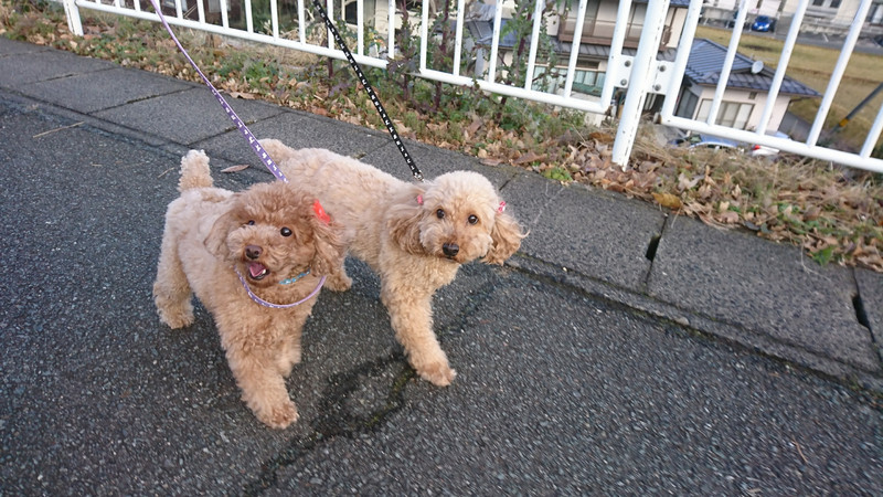 プードルの花ちゃん&空ちゃん&ももちゃん&みかんちゃん お泊まりの様子