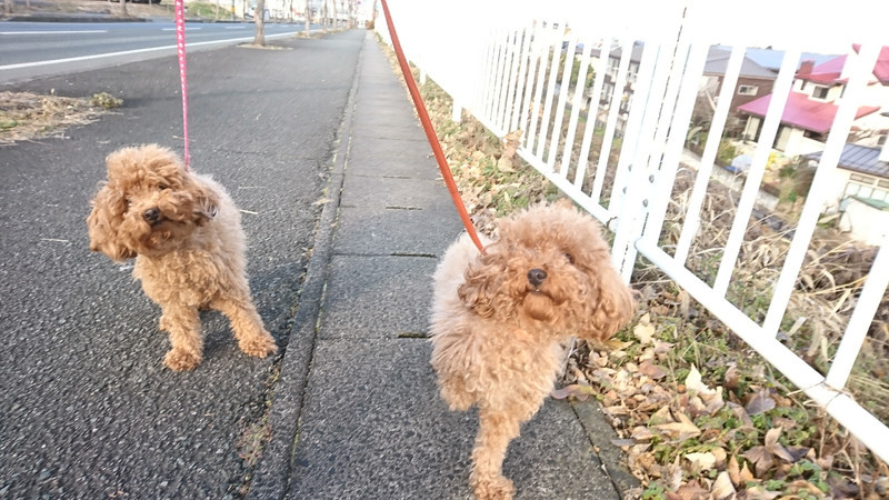 プードルの花ちゃん&空ちゃん&ももちゃん&みかんちゃん お泊まりの様子