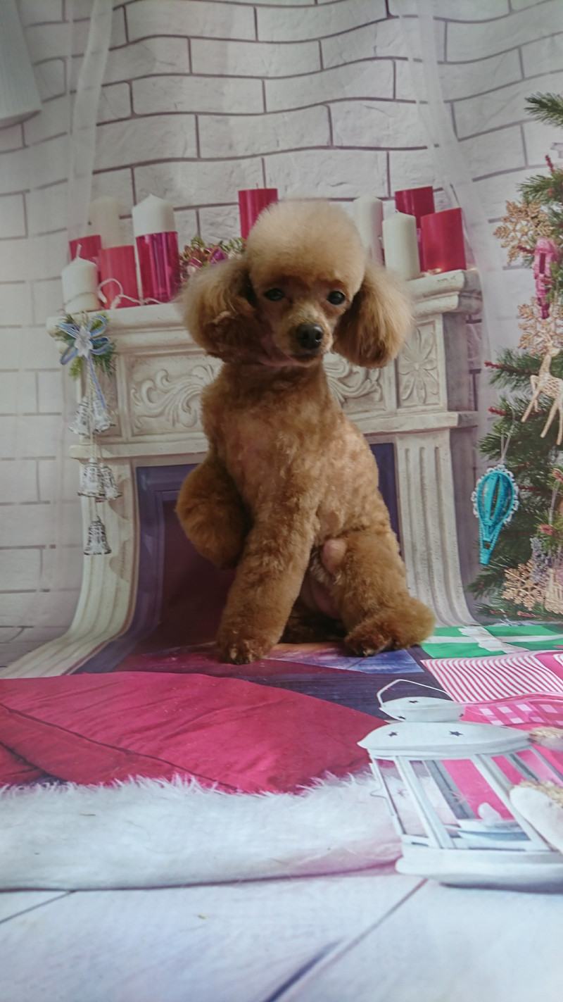 プードルのメルちゃん＆モコちゃん トリミングコース