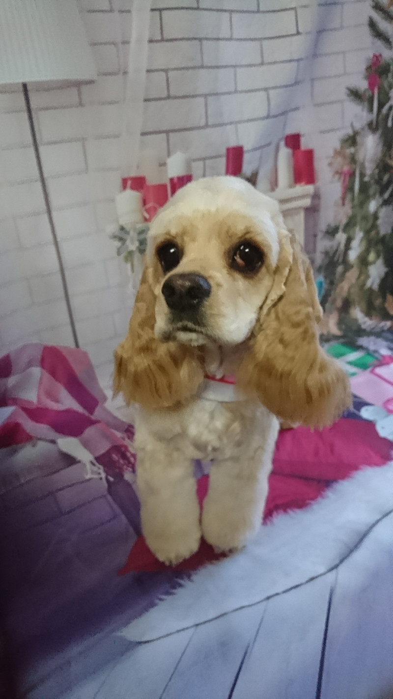 コッカーのココちゃん トリミングコース