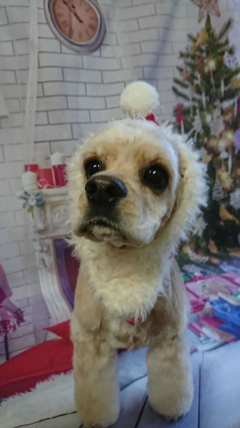 コッカーのココちゃん トリミングコース