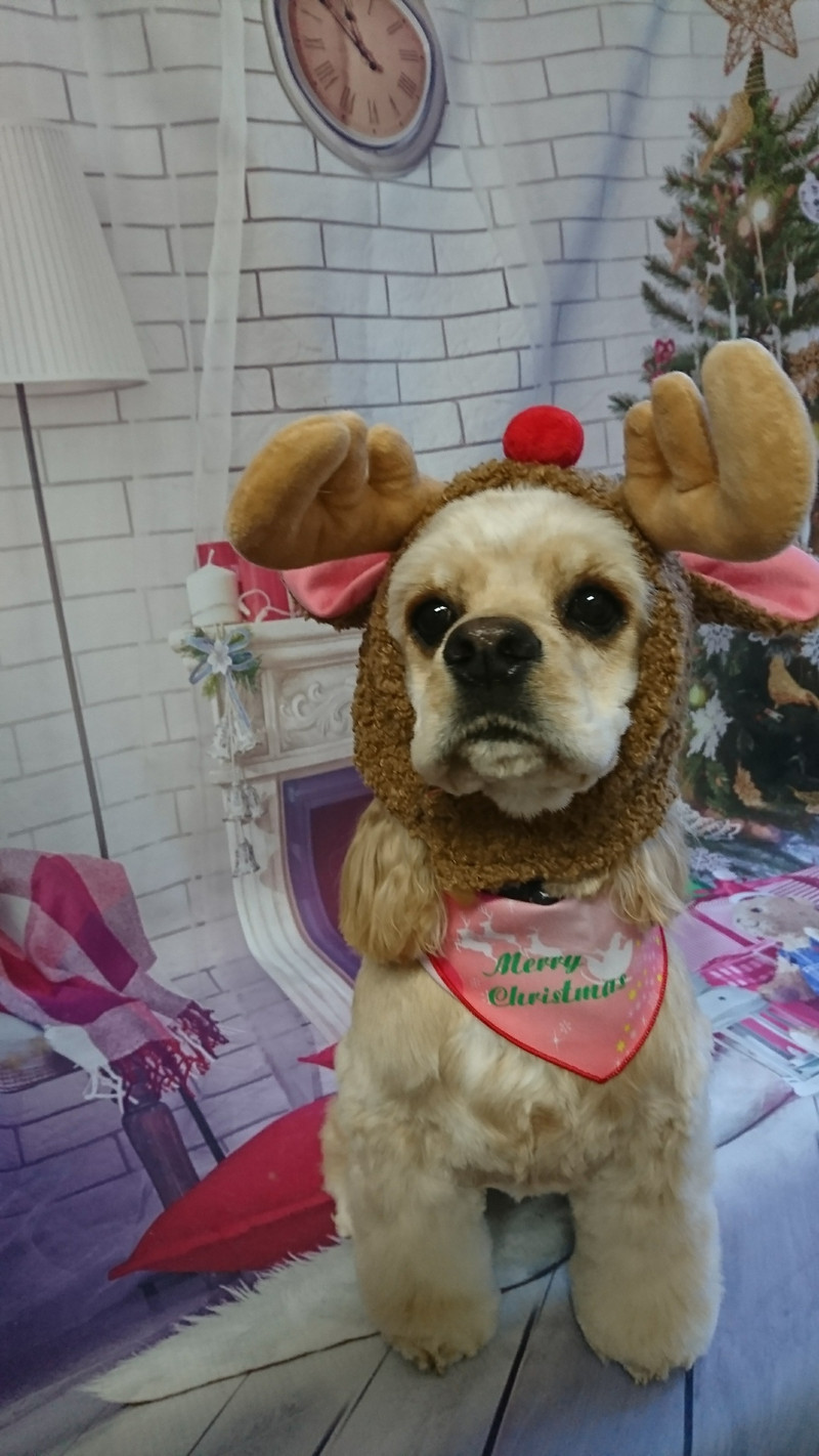 コッカーのココちゃん トリミングコース