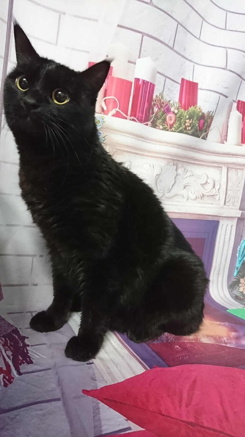 猫のリリィちゃん&ココちゃん お爪切り