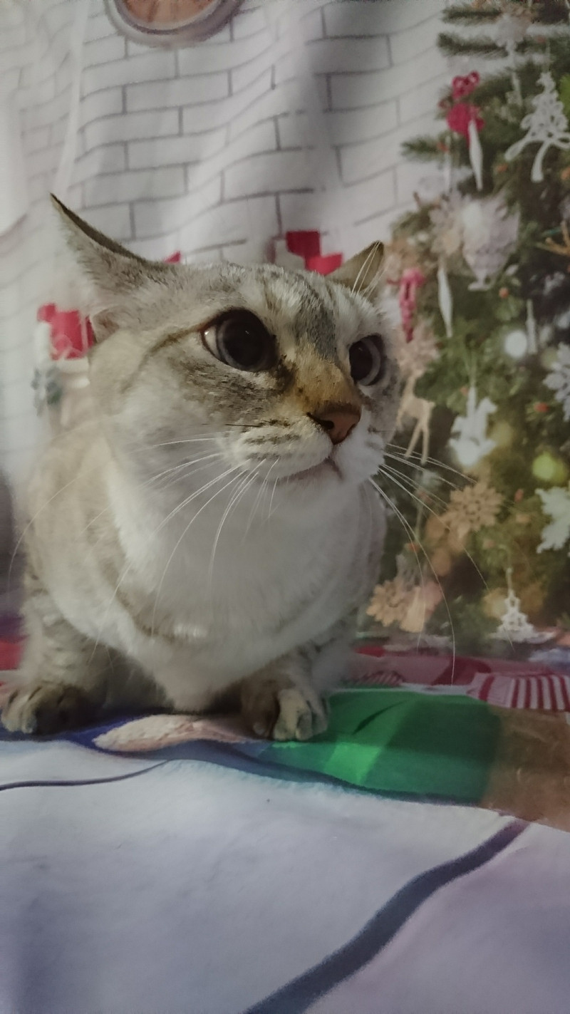 猫のリリィちゃん&ココちゃん お爪切り