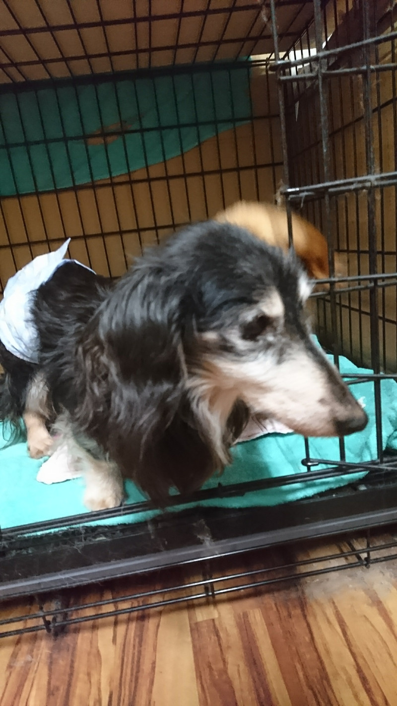 ダックスのジャッキーちゃん&リンダちゃん お泊まりの様子