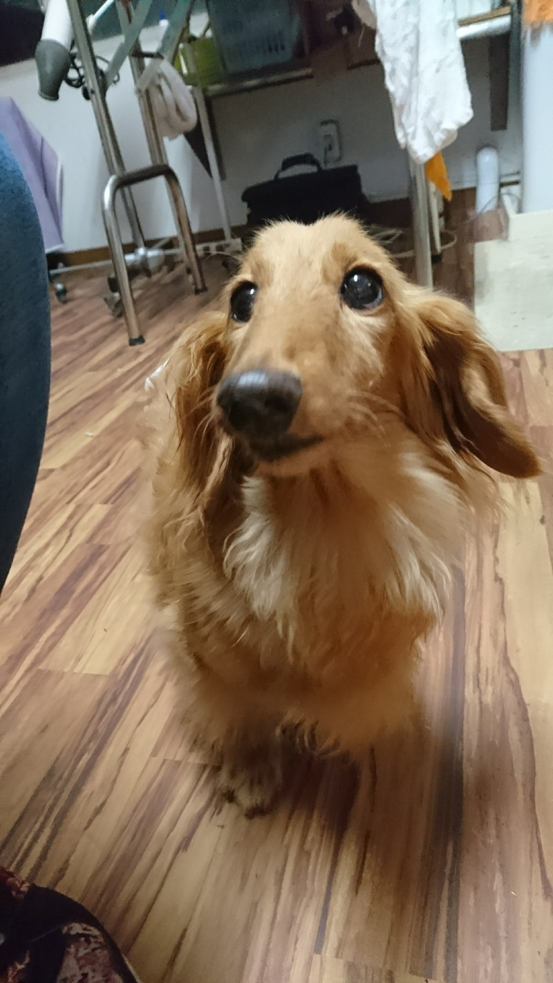 ダックスのジャッキーちゃん&リンダちゃん お泊まりの様子