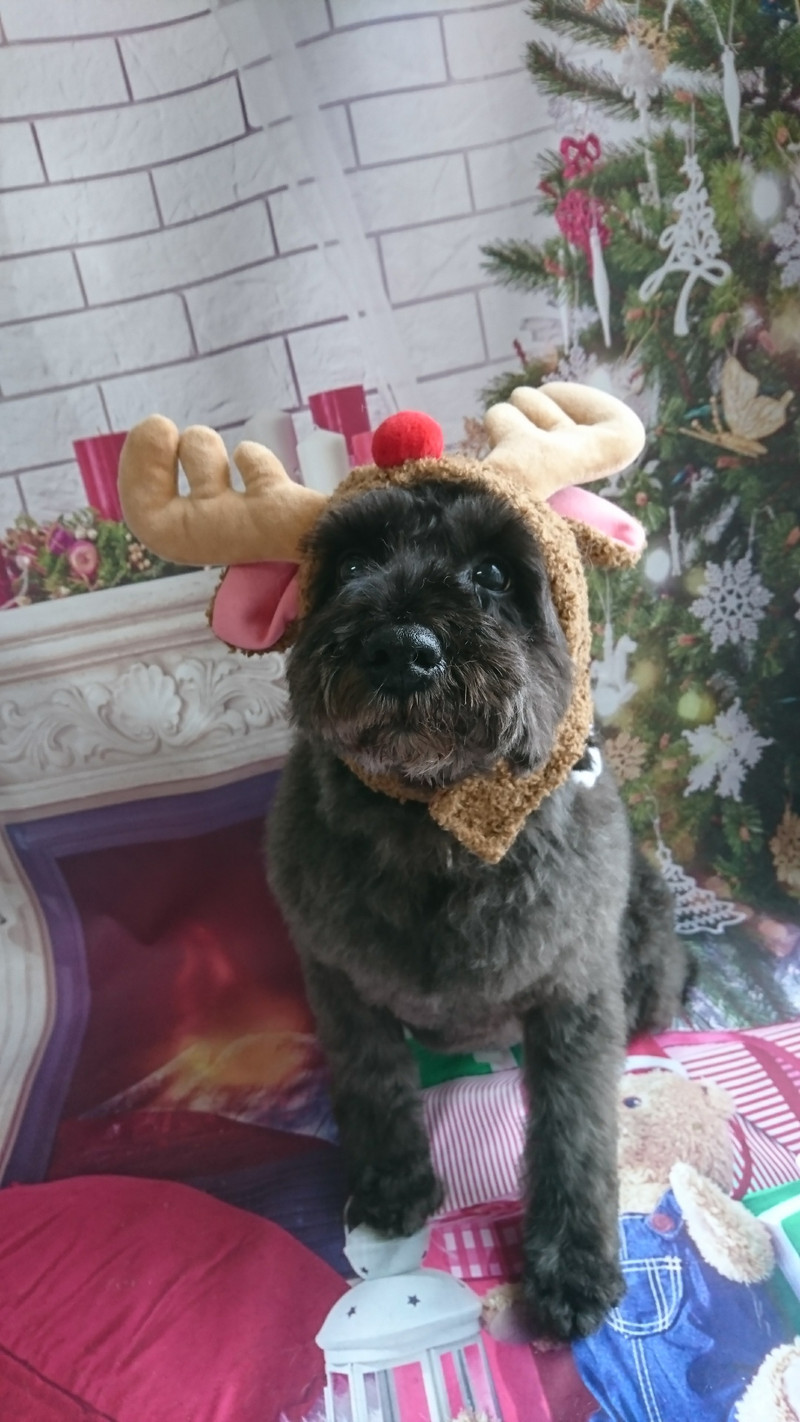 シュナウザーのヂヂちゃん グルーミングコース 部分カット デンタル