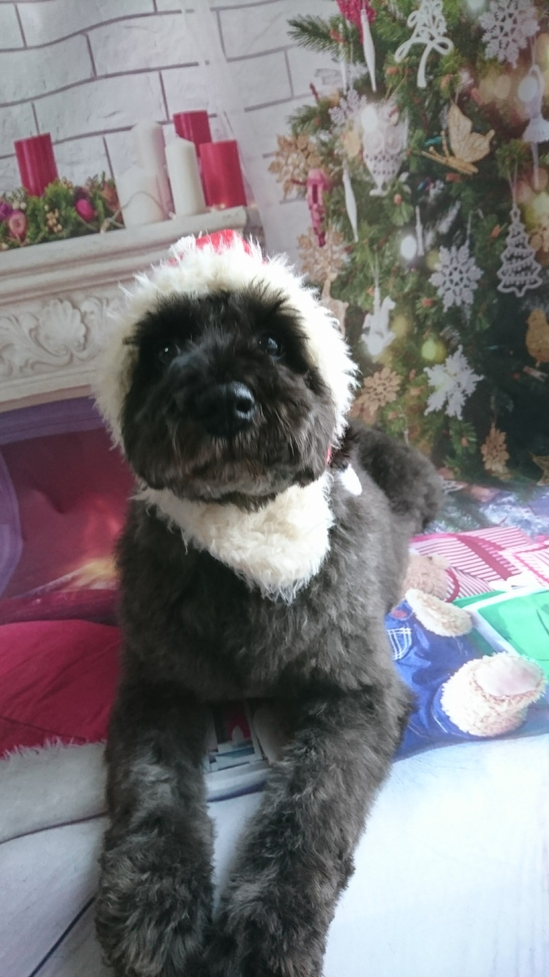 シュナウザーのヂヂちゃん グルーミングコース 部分カット デンタル