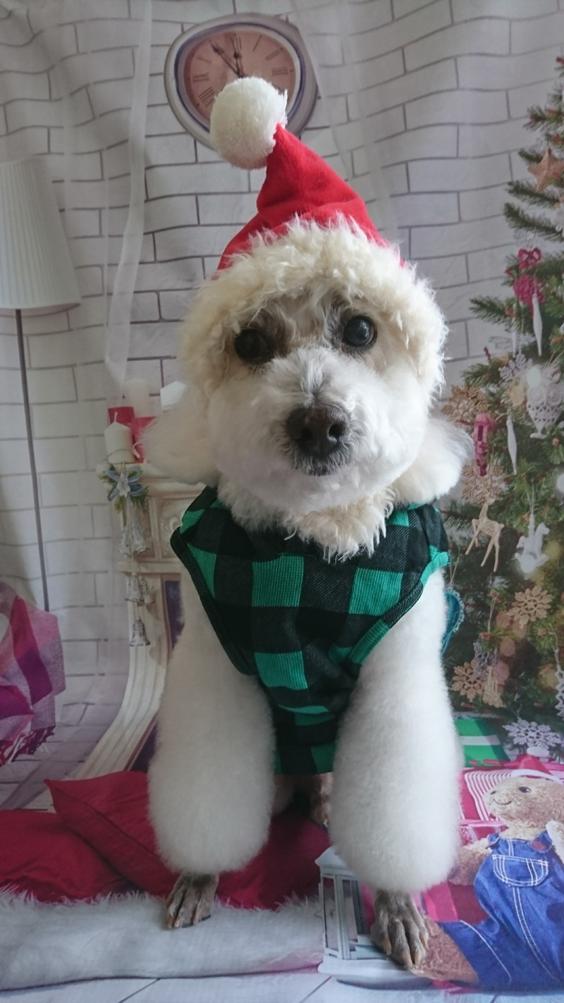 プードルのモコちゃん トリミングコース デンタル