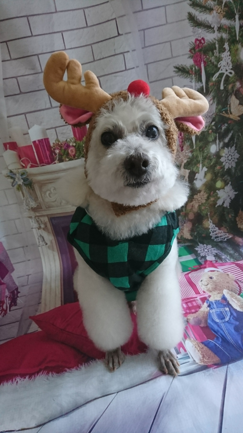 プードルのモコちゃん トリミングコース デンタル