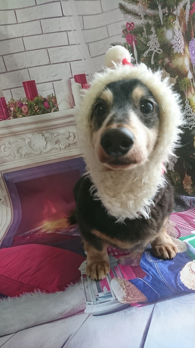 ダックスのロンちゃん&トラちゃん グルーミングコース