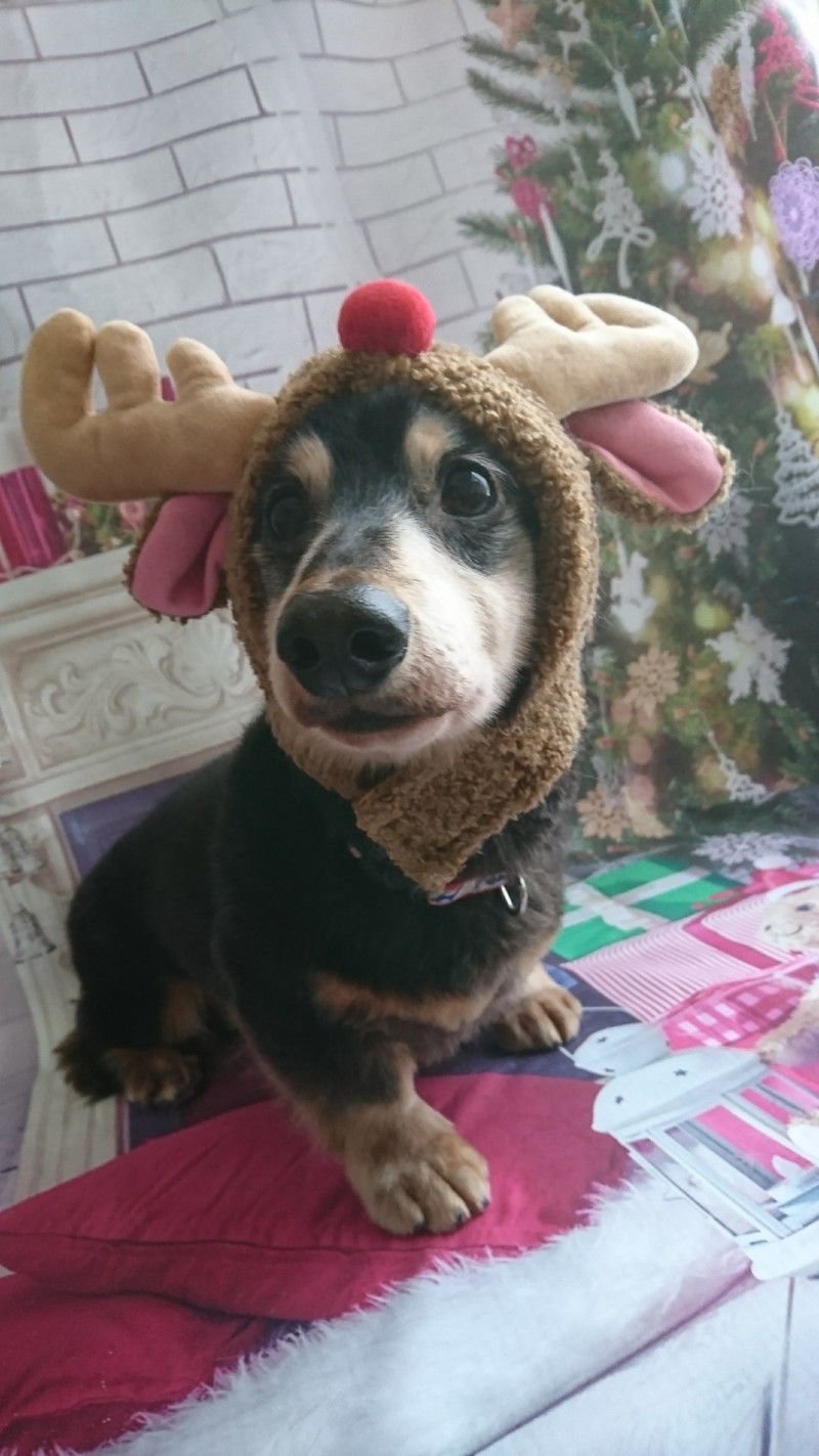 ダックスのロンちゃん&トラちゃん グルーミングコース