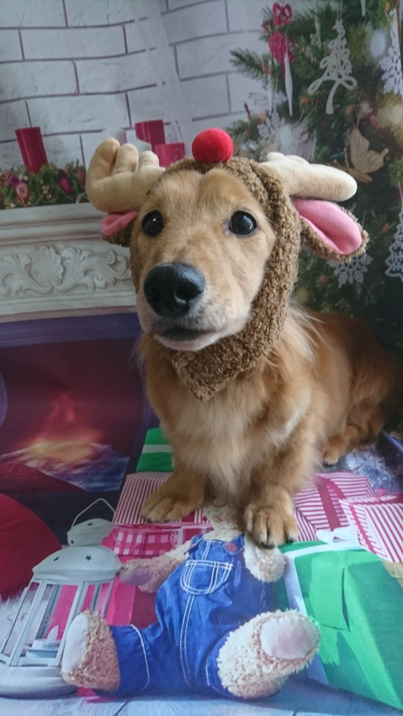 ダックスのロンちゃん&トラちゃん グルーミングコース