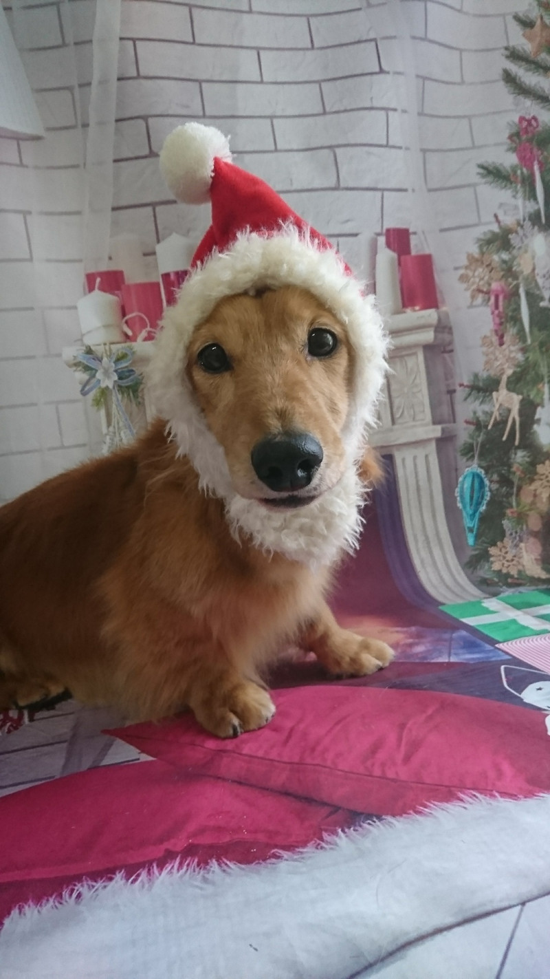 ダックスのロンちゃん&トラちゃん グルーミングコース