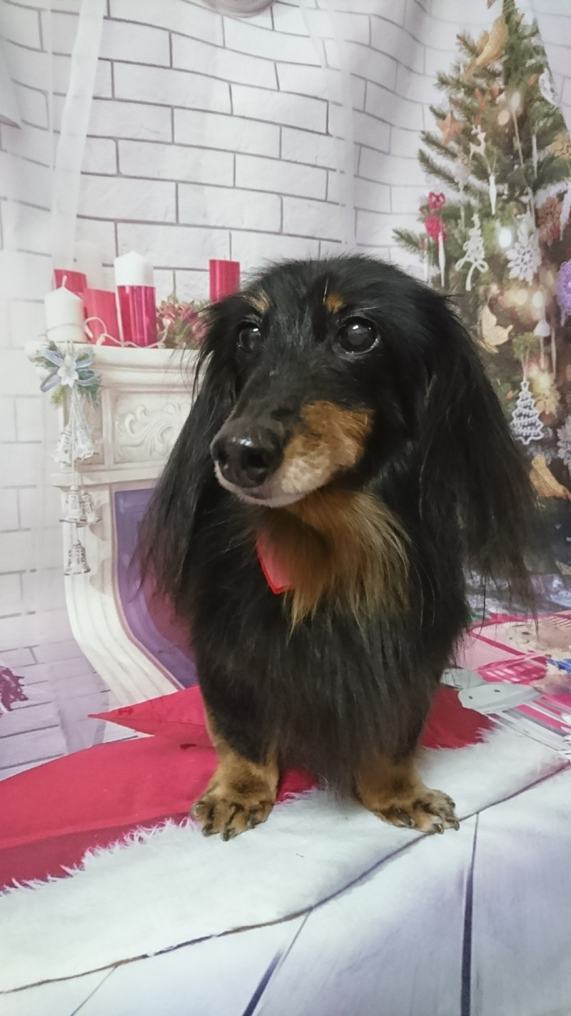 ダックスのまろちゃん グルーミングコース 部分カット