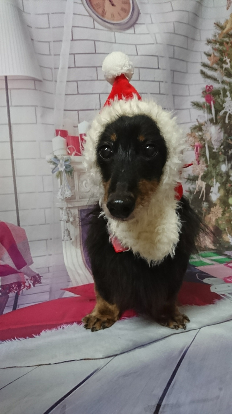 ダックスのまろちゃん グルーミングコース 部分カット