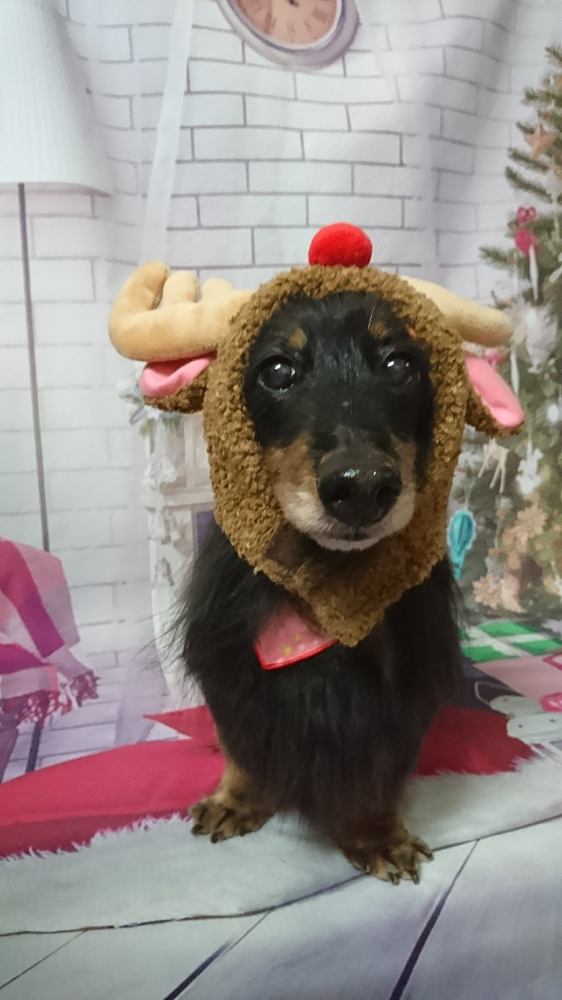 ダックスのまろちゃん グルーミングコース 部分カット