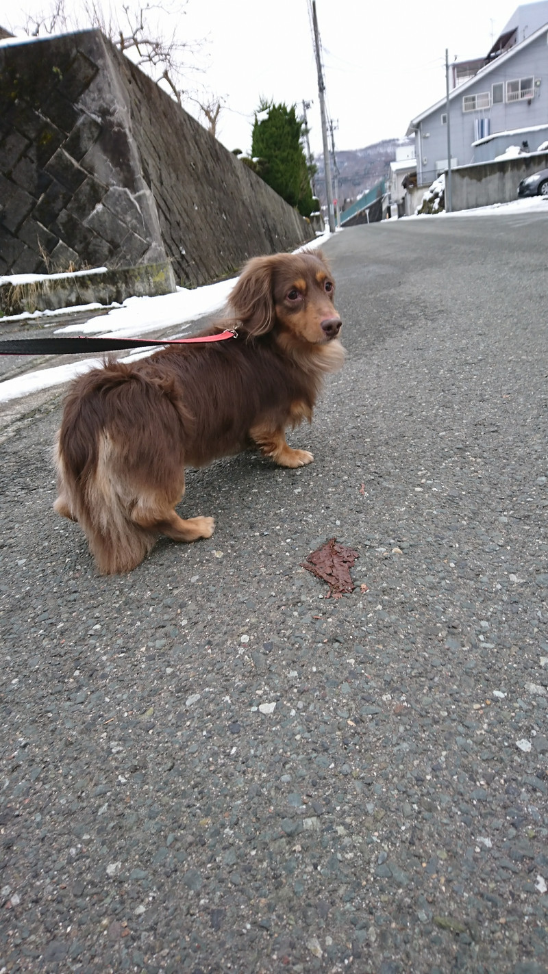 ダックスのレオンちゃん お泊まりの様子