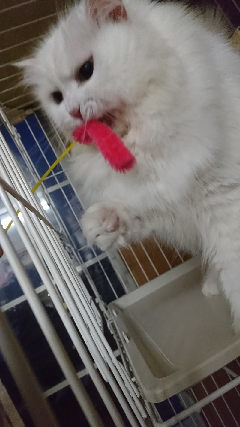 マンチカンのはなちゃん お泊まりの様子