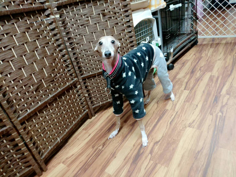 イタグレのティノちゃん お泊まりの様子