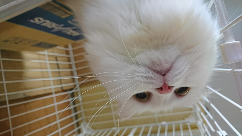 マンチカンのはなちゃん お泊まりの様子