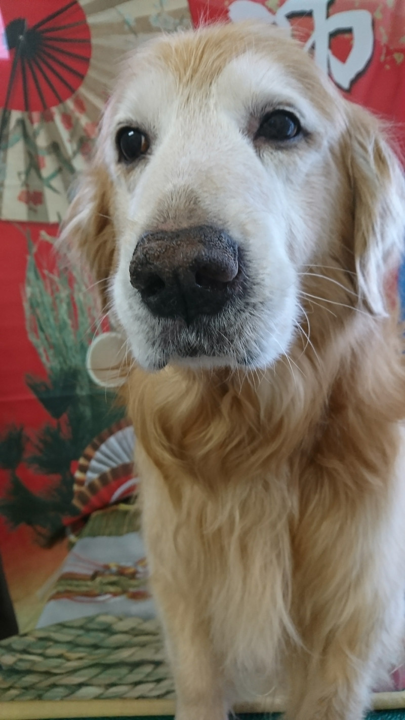 ゴールデンのひろまさちゃん シャンプーコース お爪切り 足裏のカット 足周りのカット