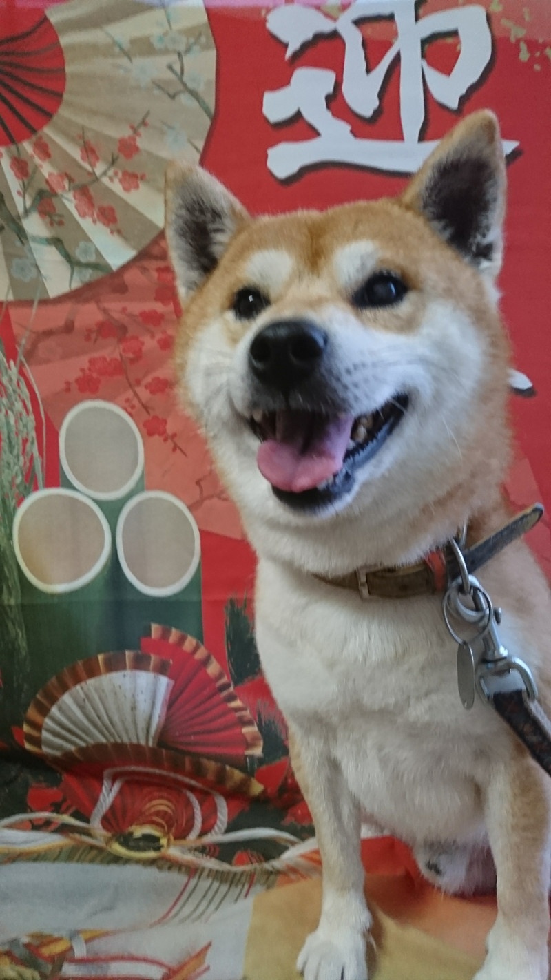 柴のテツちゃん グルーミングコース