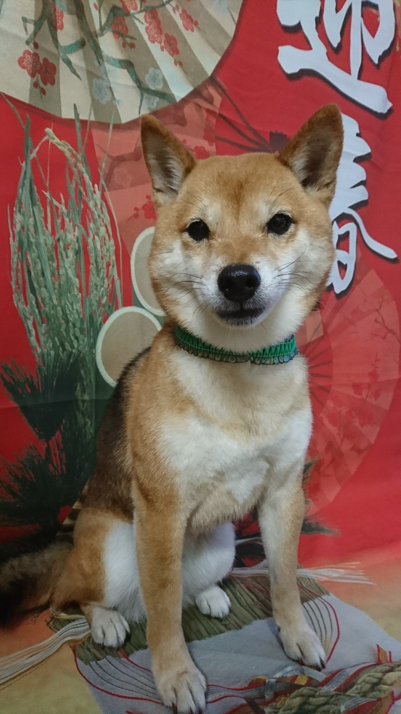 柴の茶々丸ちゃん シャンプーコース お爪切り 肛門腺絞り