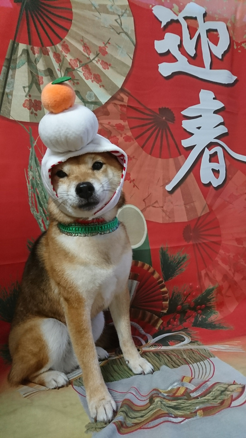 柴の茶々丸ちゃん シャンプーコース お爪切り 肛門腺絞り